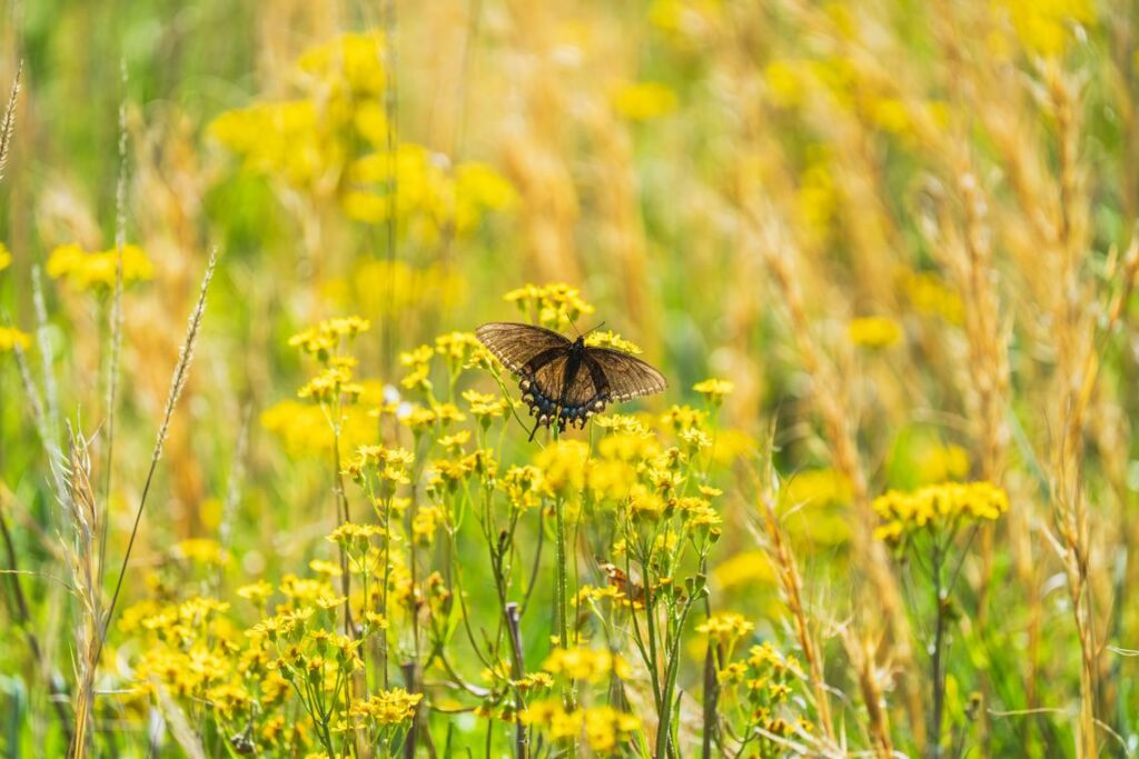 Conservation Advocacy