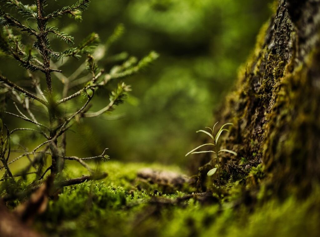 GPS dense forests