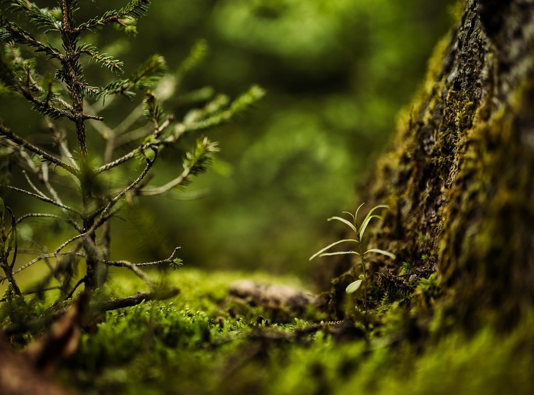 GPS dense forests