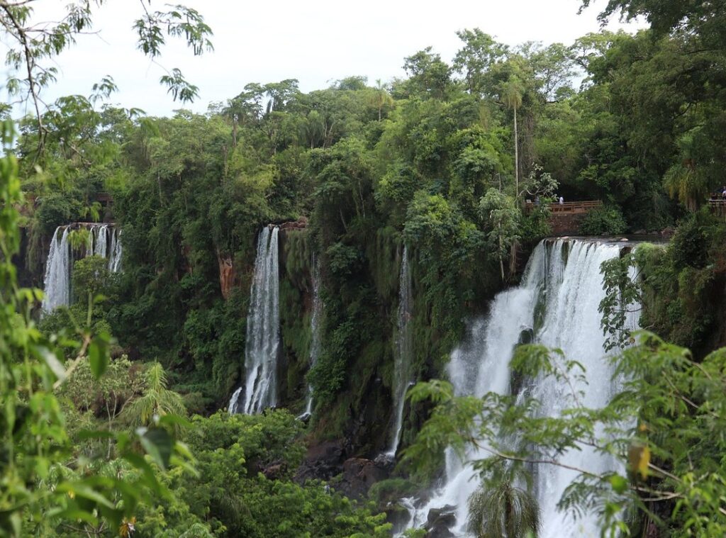 jungle expeditions South America