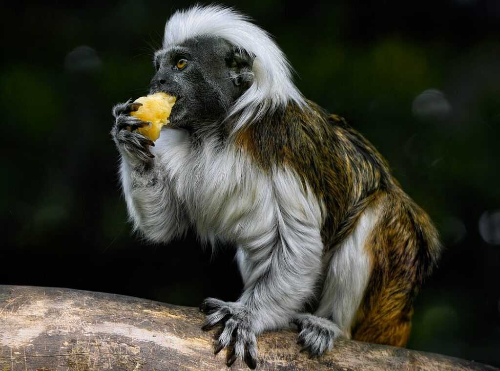 new species biodiversity