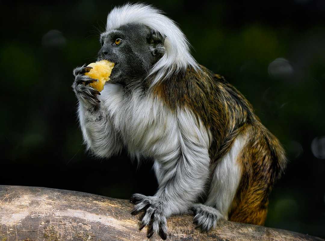 new species biodiversity